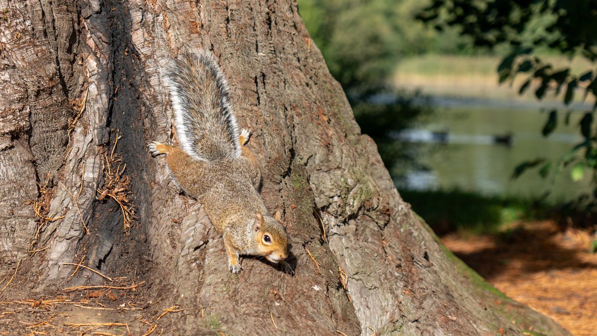 a squirrel in a natural environment