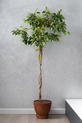 weeping fig tree with braided stem