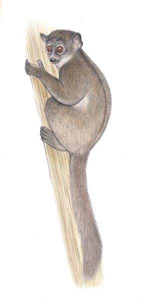 Northern sportive lemur (Lepilemur septentrionalis), Madagascar