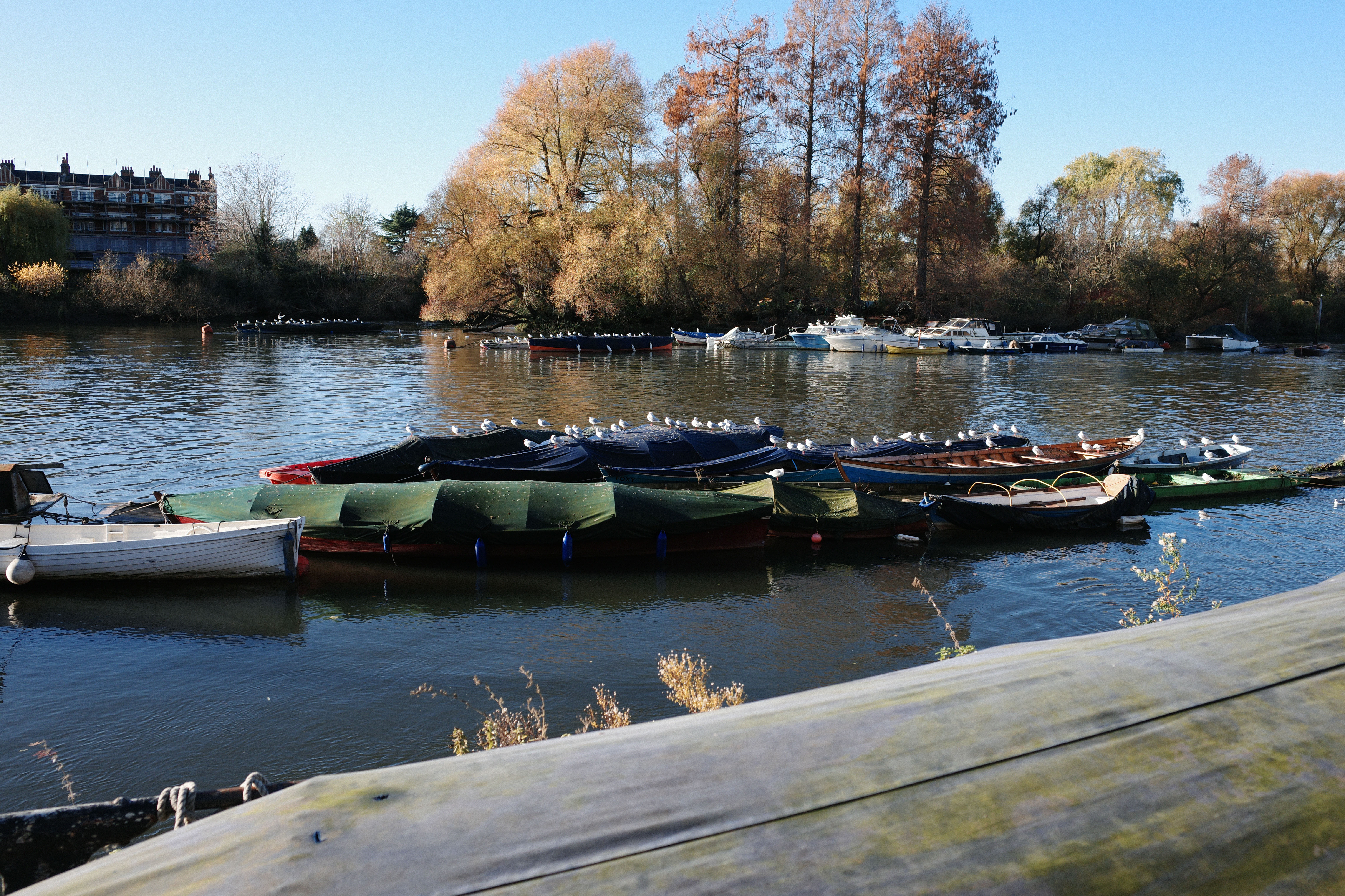Seagulls perched on moored boats in a river