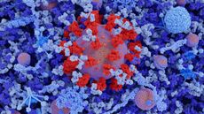 This illustration shows a coronavirus particle in blood plasma showing the Y-shaped immunoglobulin G antibodies (IgG, light blue) bound to the coronavirus' spike proteins (red). IgG antibodies are Y-shaped proteins produced by B-lymphocyte white blood cells as part of an immune response. Immunoglobulin M antibodies (IgM) are also shown in light blue.