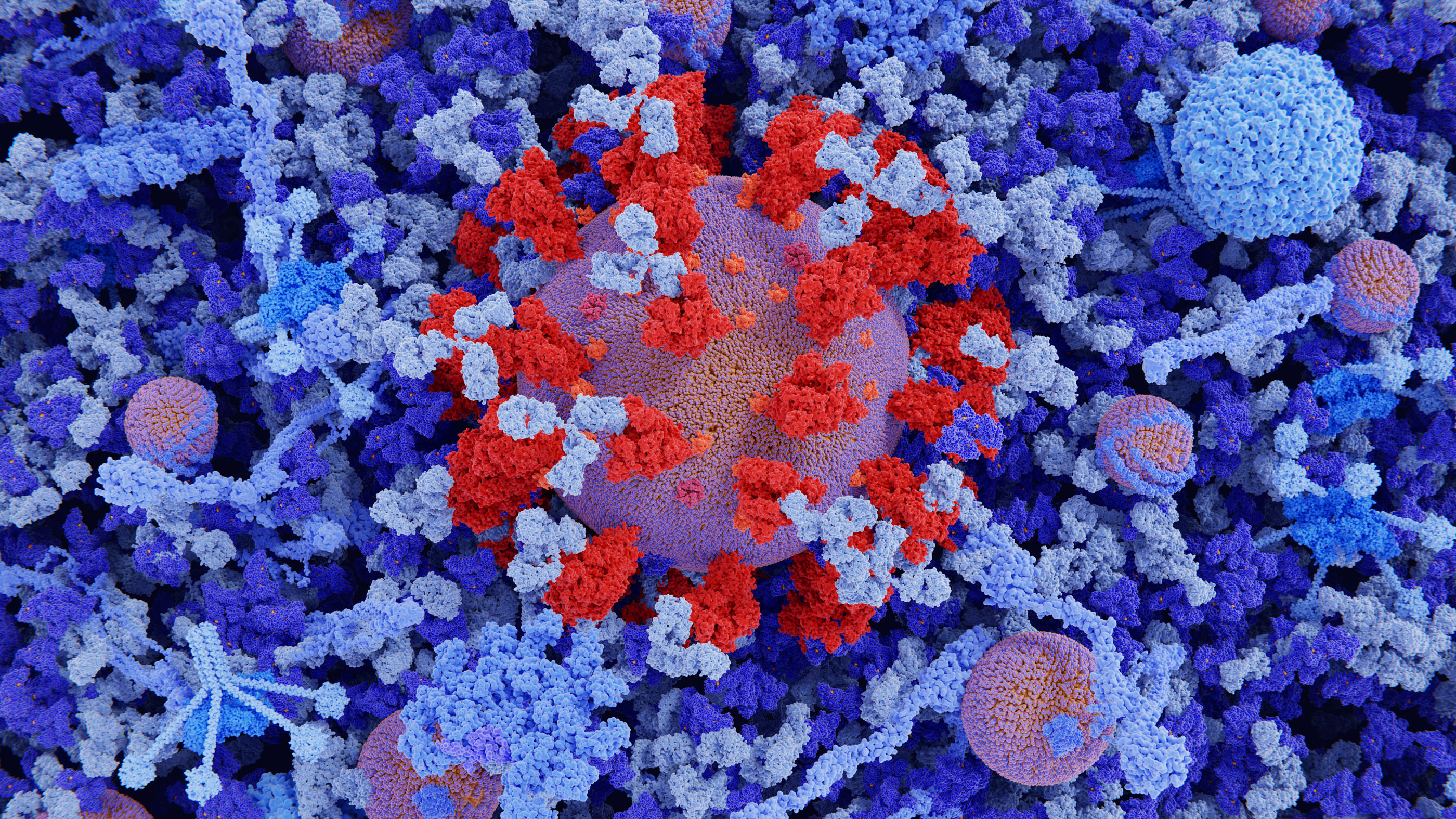 Šioje iliustracijoje pavaizduota koronaviruso dalelė kraujo plazmoje, kurioje rodomi Y formos imunoglobulino G antikūnai (IgG, šviesiai mėlyni), susieti su koronaviruso smaigalio baltymais (raudona).  IgG antikūnai yra Y formos baltymai, kuriuos gamina B limfocitų baltieji kraujo kūneliai kaip imuninio atsako dalis.  Imunoglobulino M antikūnai (IgM) taip pat rodomi šviesiai mėlyna spalva.