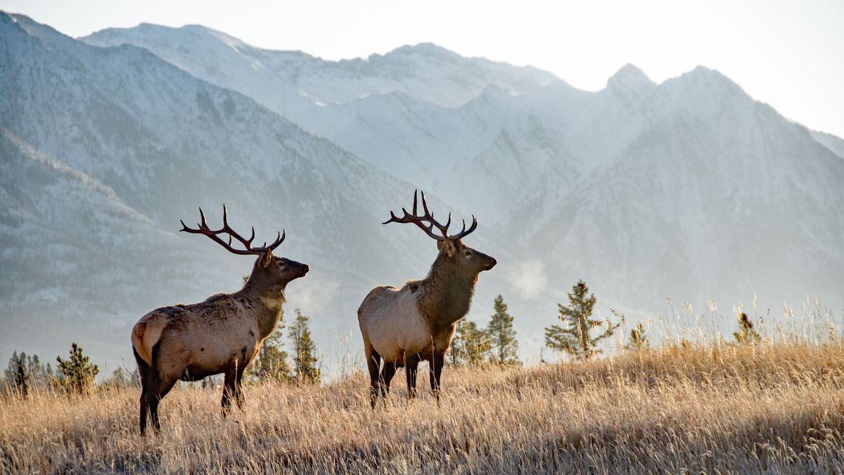 Two bull elk in front of Canadian Rocky Mountains