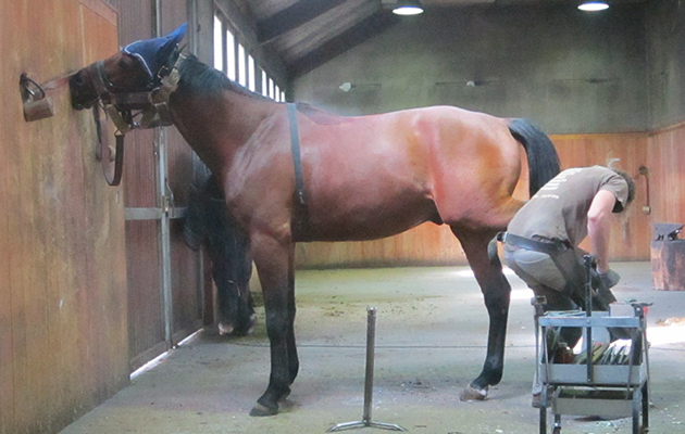 During farriery test