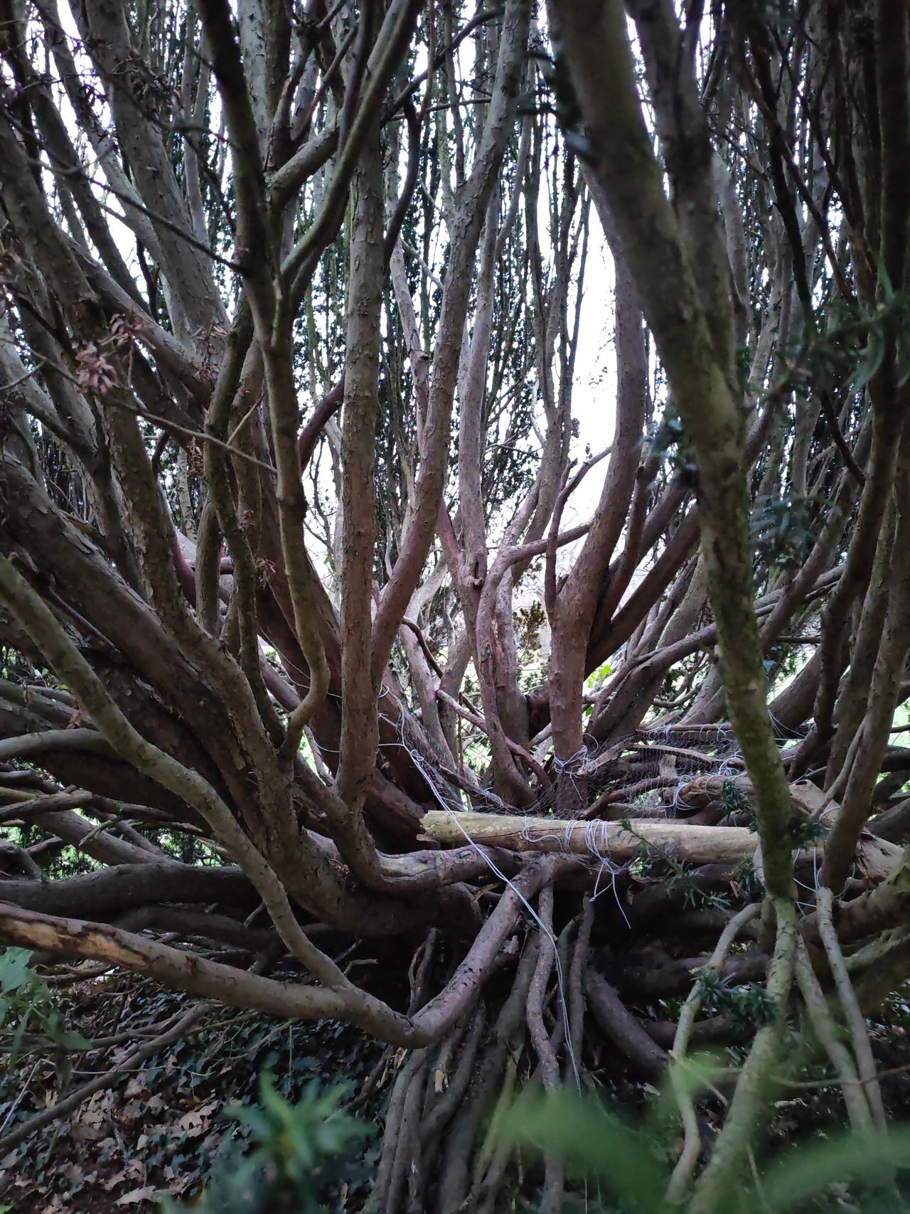 A photo taken on the Honor Magic V2