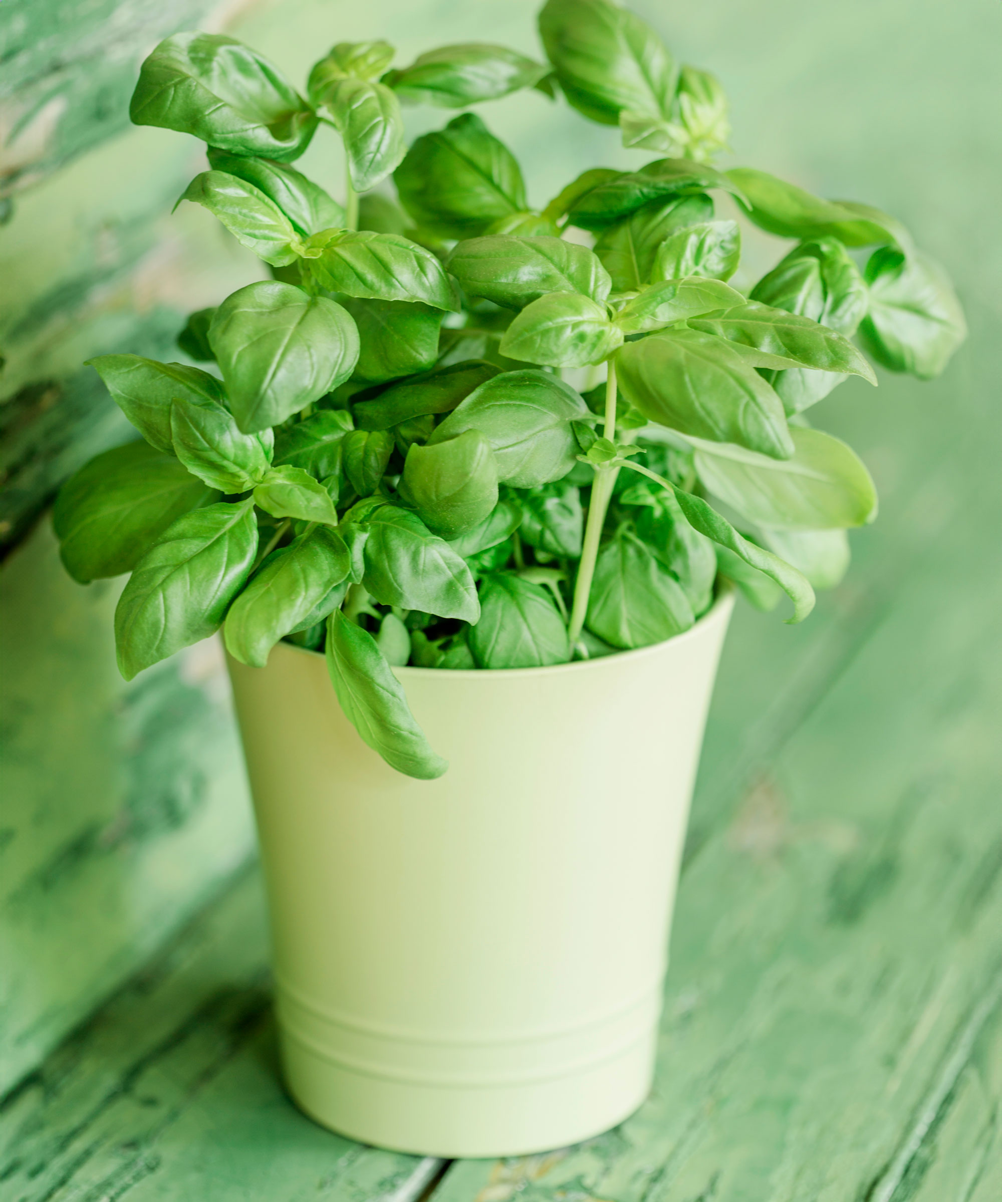 sweet basil in white pot on green wooden surface