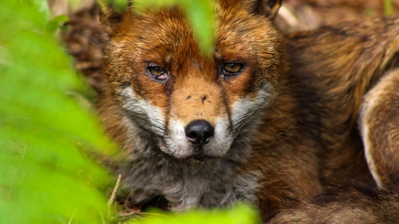 Wildlife category winner