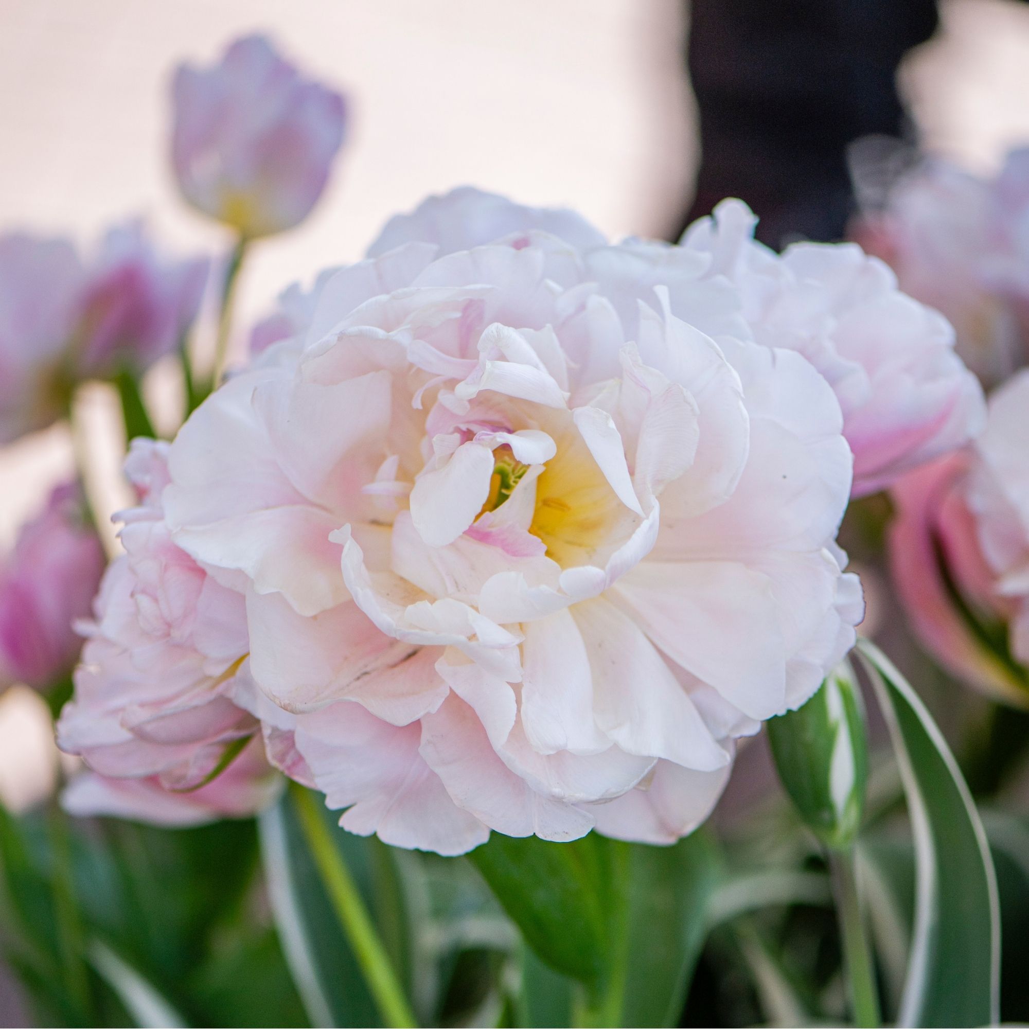 Tulip 'Dreamer' from Thompson &amp;amp; Morgan