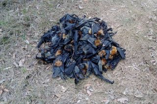 A pile of dead bats that "boiled" in Campbelltown in the Australian state of New South Wales.