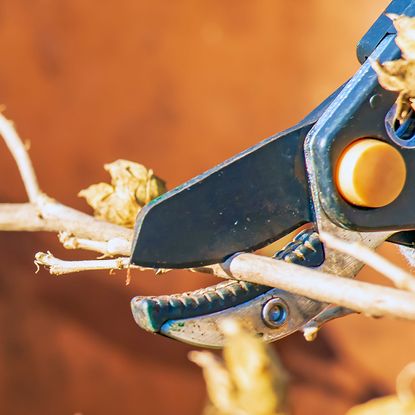 rejuvenation pruning hibiscus shrub in late winter
