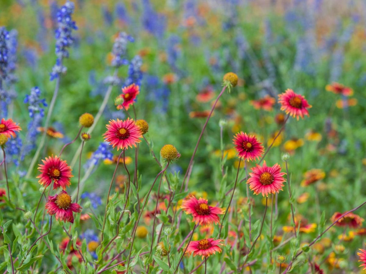 Wildflowers Falling Over Keeping Wildflowers From Drooping In Gardens Gardening Know How