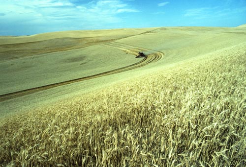 Wheat harvest on the Palouse.