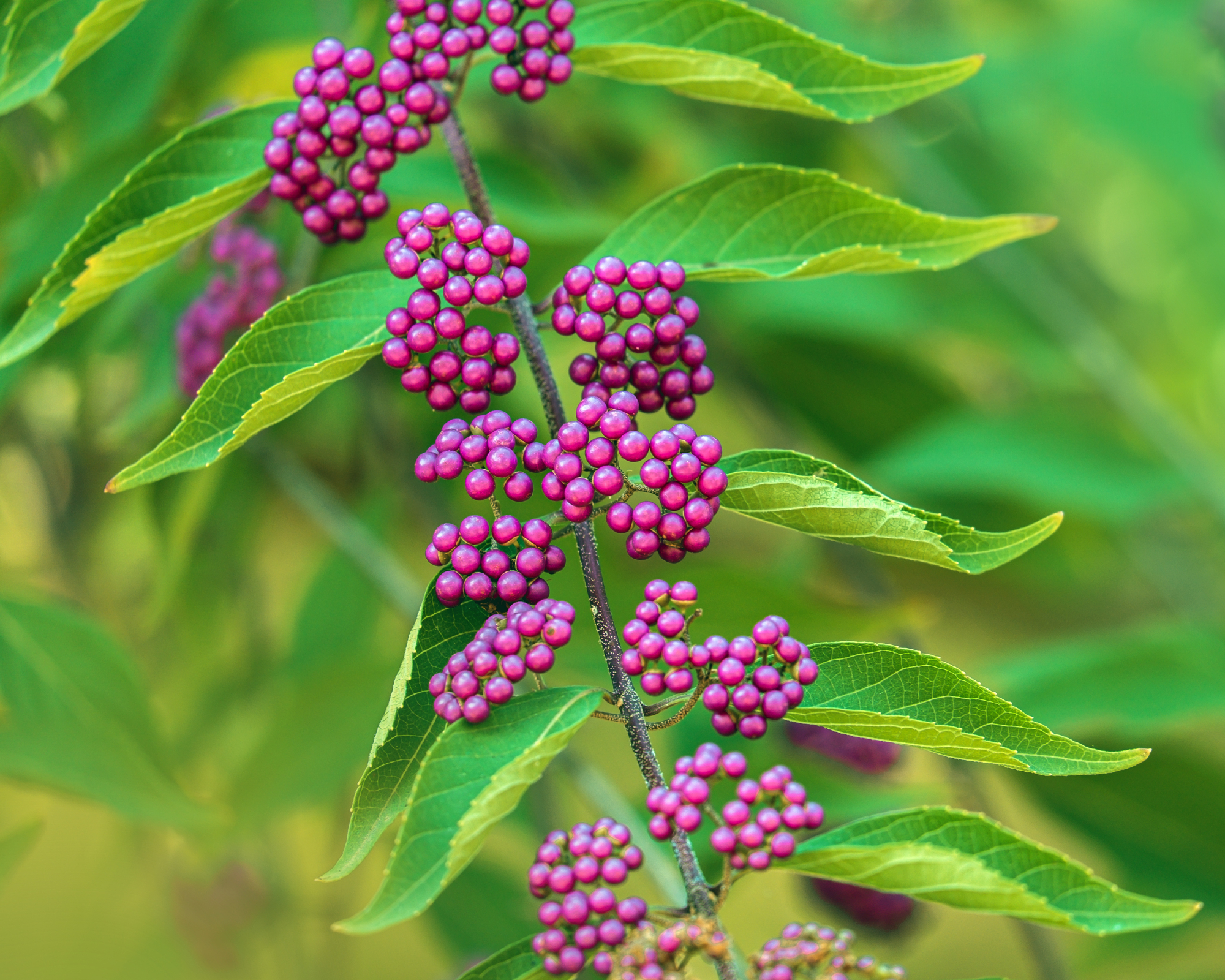 American beautyberry