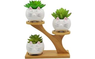 Cat planters