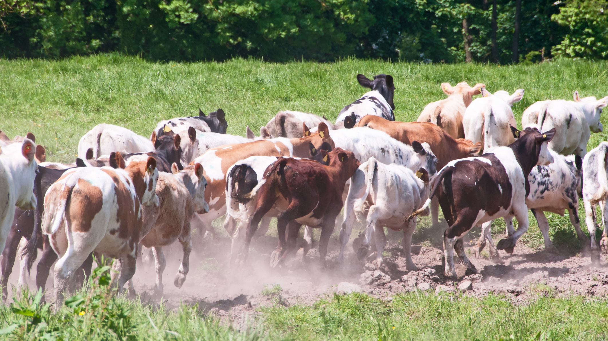 Cows running