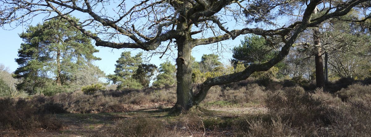 A large tree in an open common