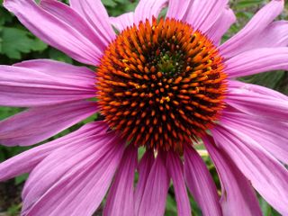 Close up of a pink and orange flower