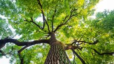 A green tree in the spring