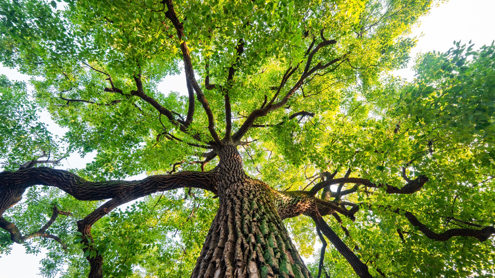 A green tree in the spring
