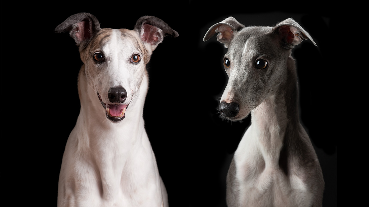 Greyhound and whippet on black background