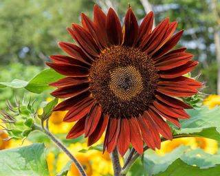 Bronze sunflower in a garden