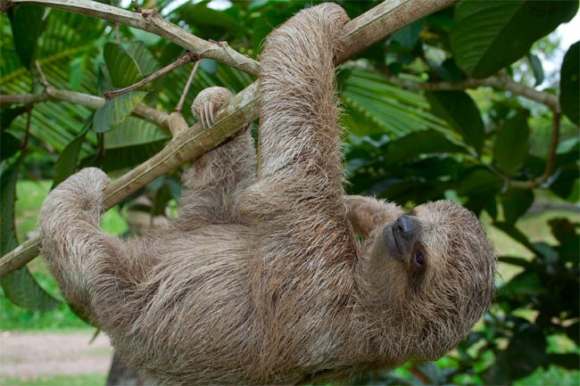 Freak of Nature: Sloth Has Rib-Cage Bones in Its Neck | Live Science