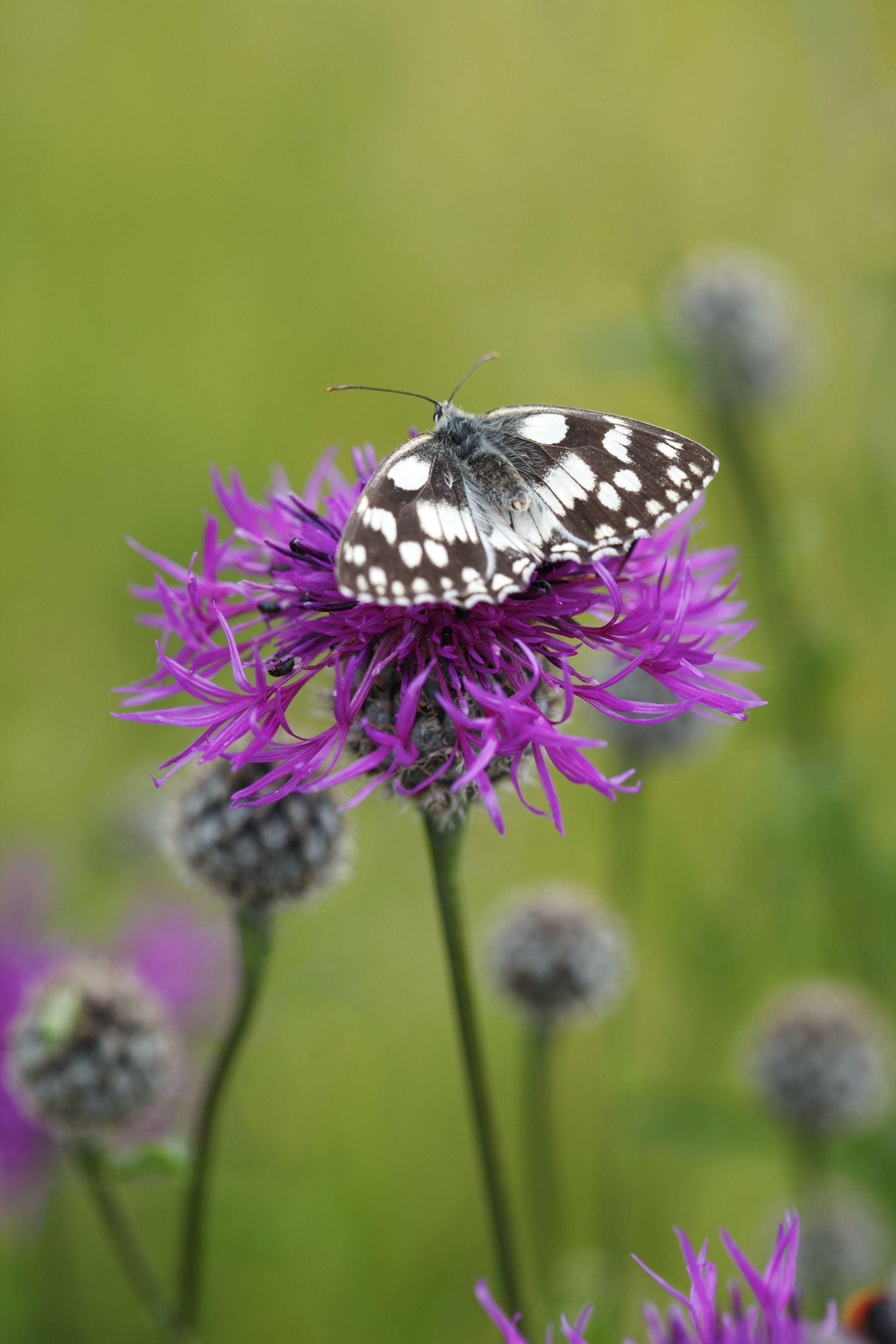 country garden ideas