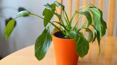 A drooping peace lily on a table