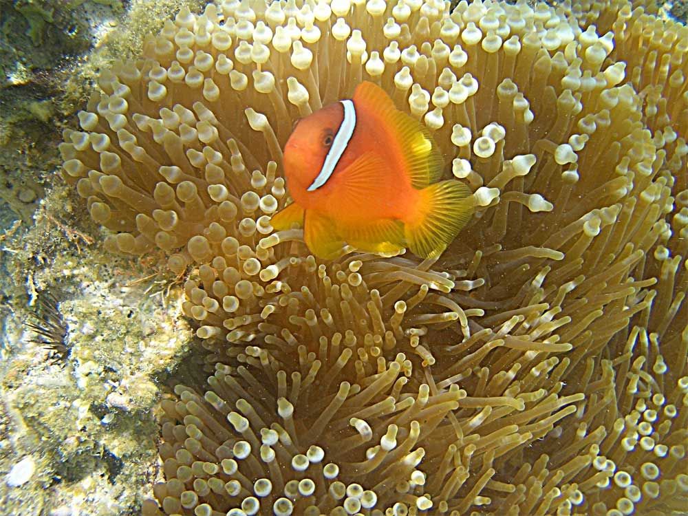 a clownfish and a sea anemone