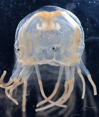 Tropical-dwelling box jellyfish have a cube-shaped body, and four different types of special-purpose eyes.