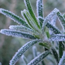 frost on a rosemary plant