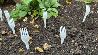 Forks in soil in the garden