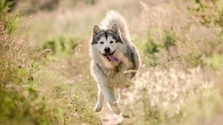 Alaskan malamute running in sunny field