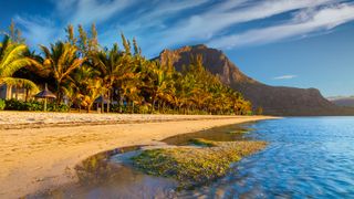 Swaying palms on Mauritius beach