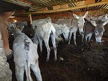 Brooke-mules.jpeg