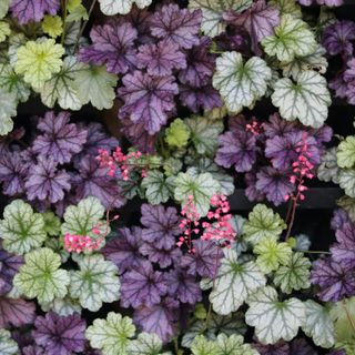 Green and purple heuchera leaves with pink flowers as example of ground cover plants which prevent weeds