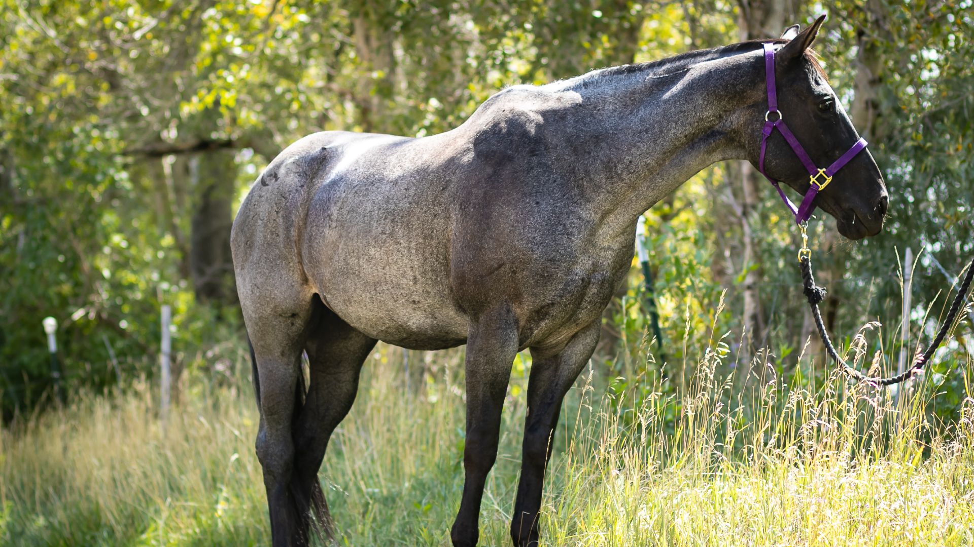 Blue roan horse