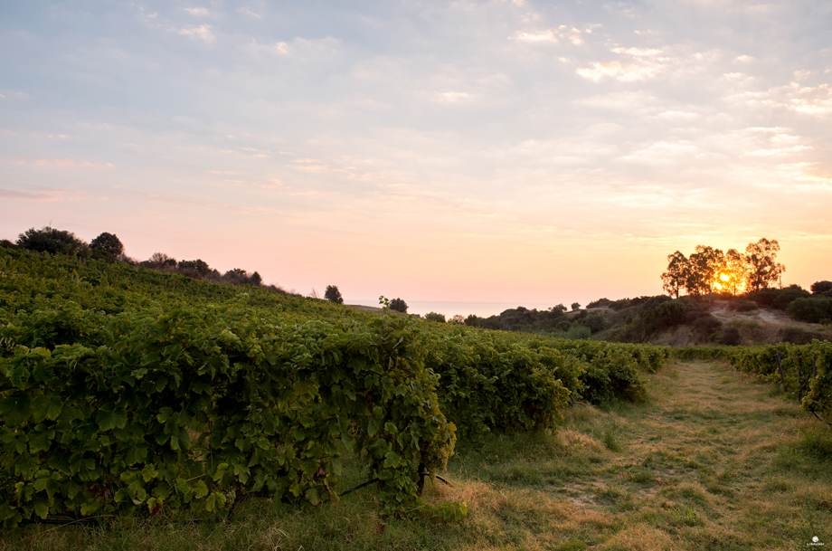 Cir&ograve; librandi_pitaffo_-_ph_luca_savettiere