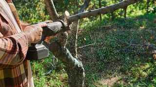 Seasonal pruning of trees. Gardener pruning tree with reciprocating saw in the orchard, cutting tree branch. Taking care of garden.