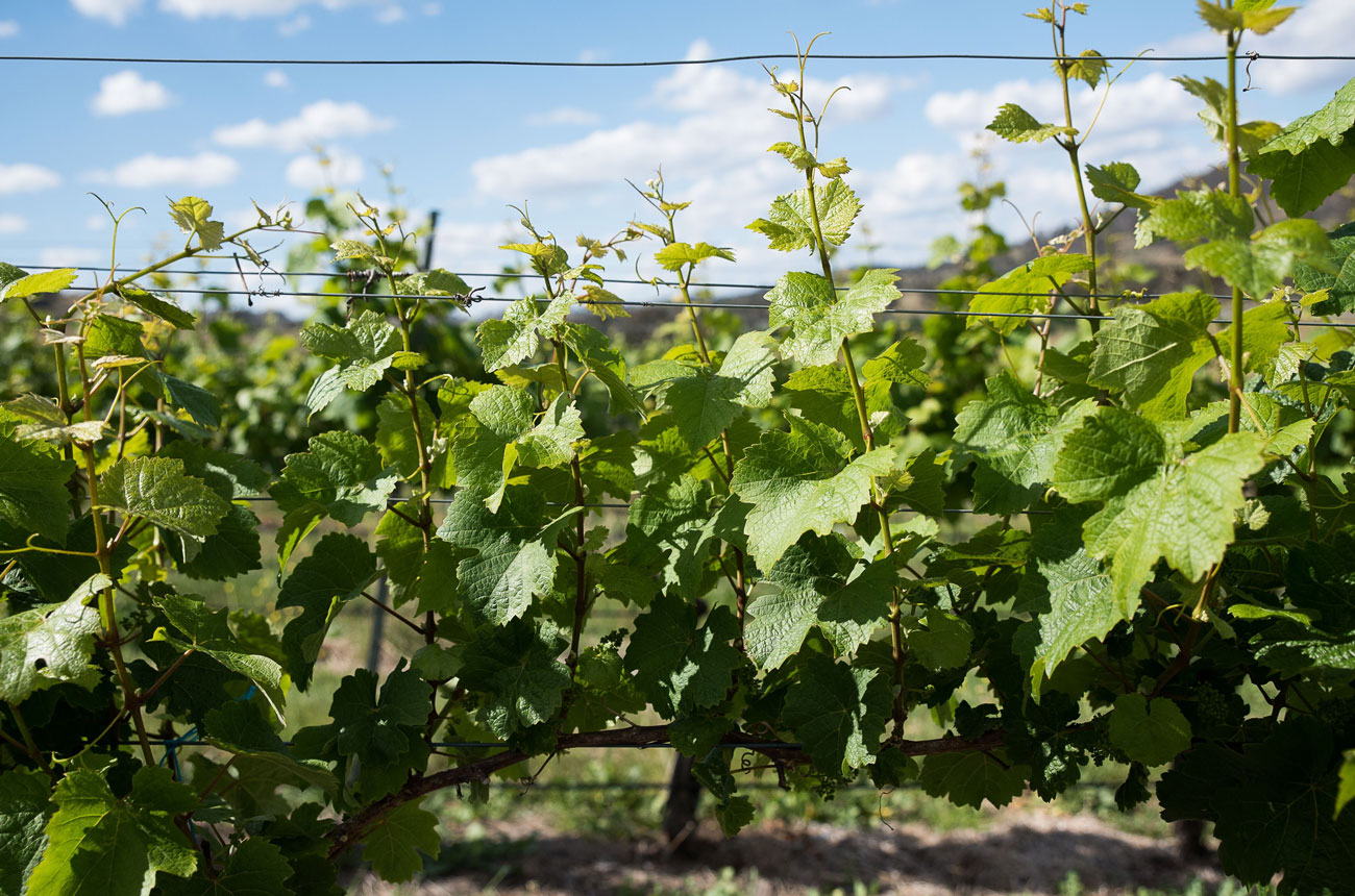 Vines at Mount Majura