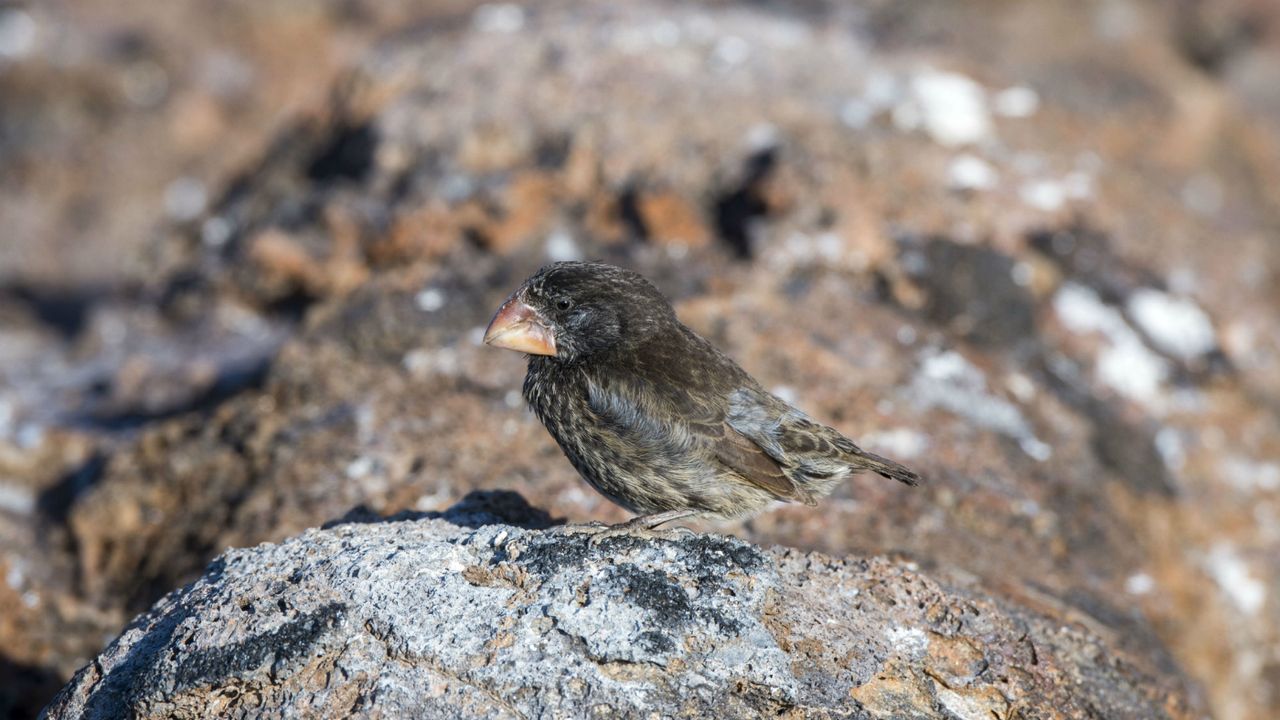 Darwin Finches Galapagos