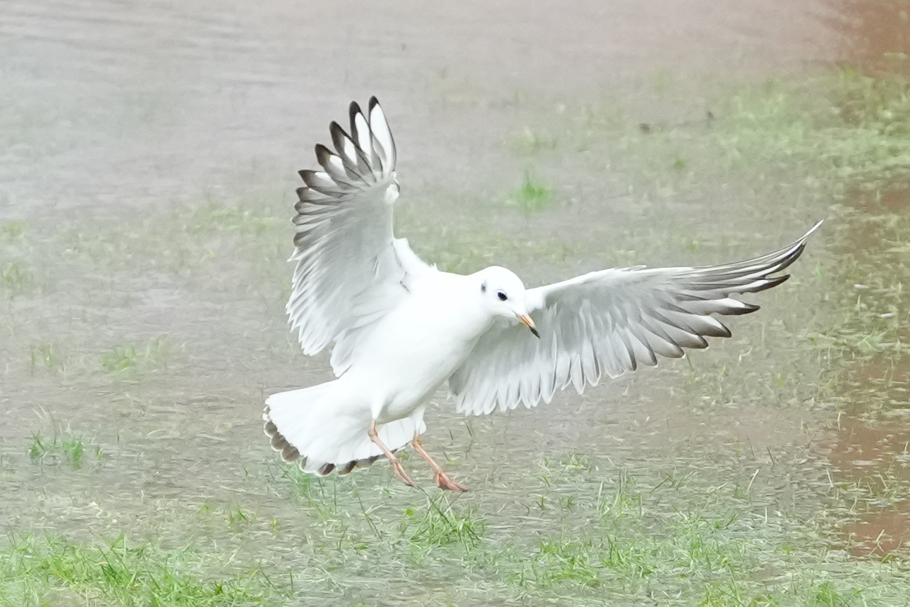 A photo of a seagull in flight, taken on a Sony A1 II mirrorless camera and with a Sony FE 28-70mm F2 GM lens