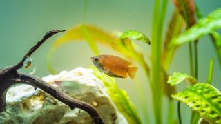 Honey gourami