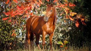 Missouri fox trotter