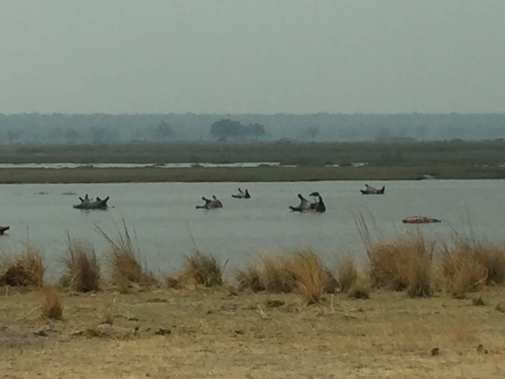 dead hippos