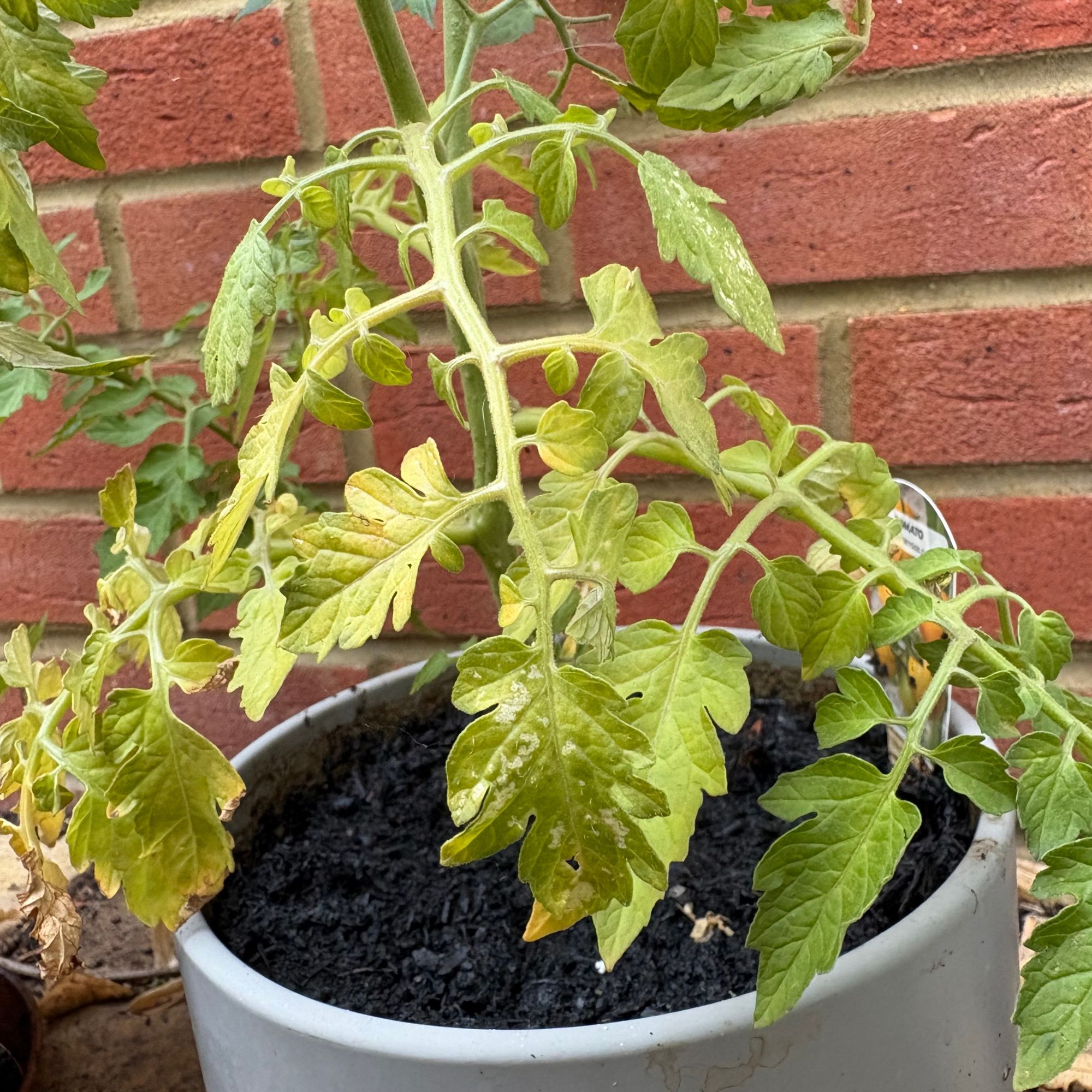 Yellow leaves on tomato plant, which is growing in a grey pot against a brick garden wall