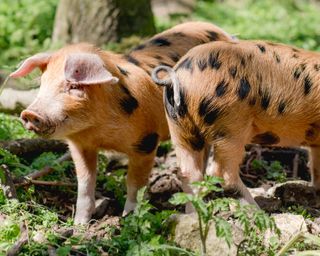 backyard farming with spotty piglets