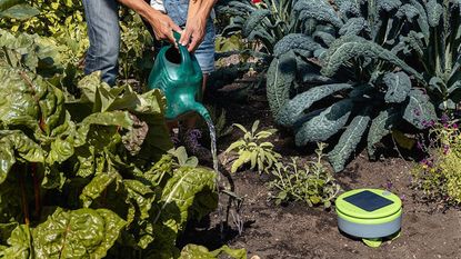 Tertill the weeding robot