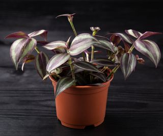 An inch plant in a plastic pot