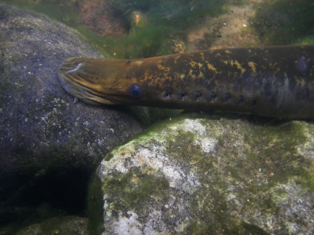 lamprey head